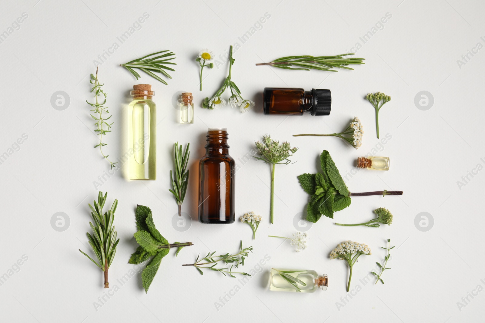 Photo of Essential oils and different plants on white background, flat lay
