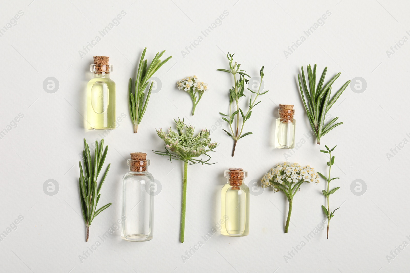 Photo of Essential oils and different plants on white background, flat lay