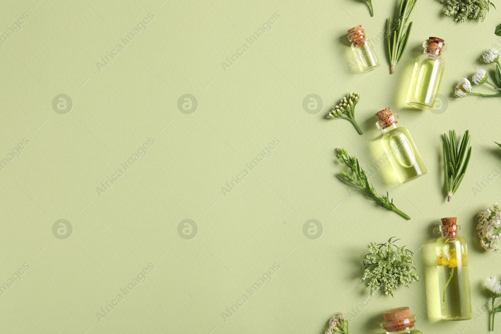 Photo of Essential oils and different plants on green background, flat lay. Space for text
