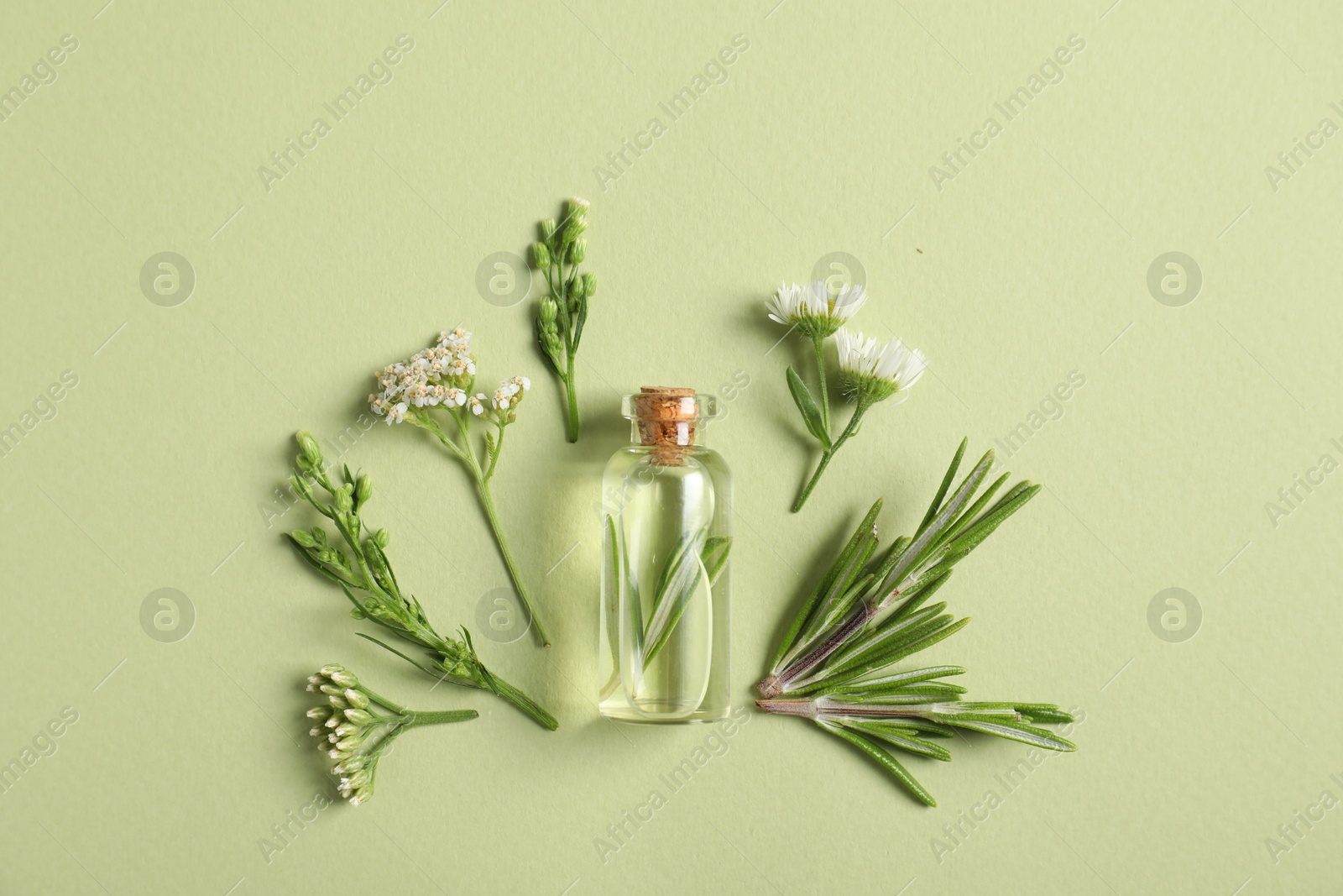 Photo of Essential oil and different plants on green background, flat lay