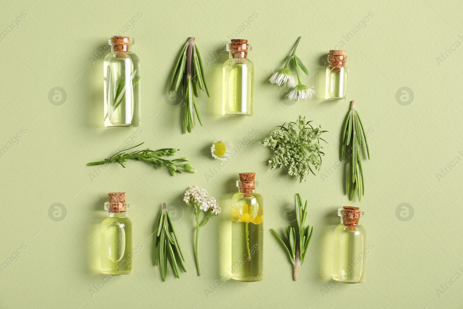 Photo of Essential oils and different plants on green background, flat lay