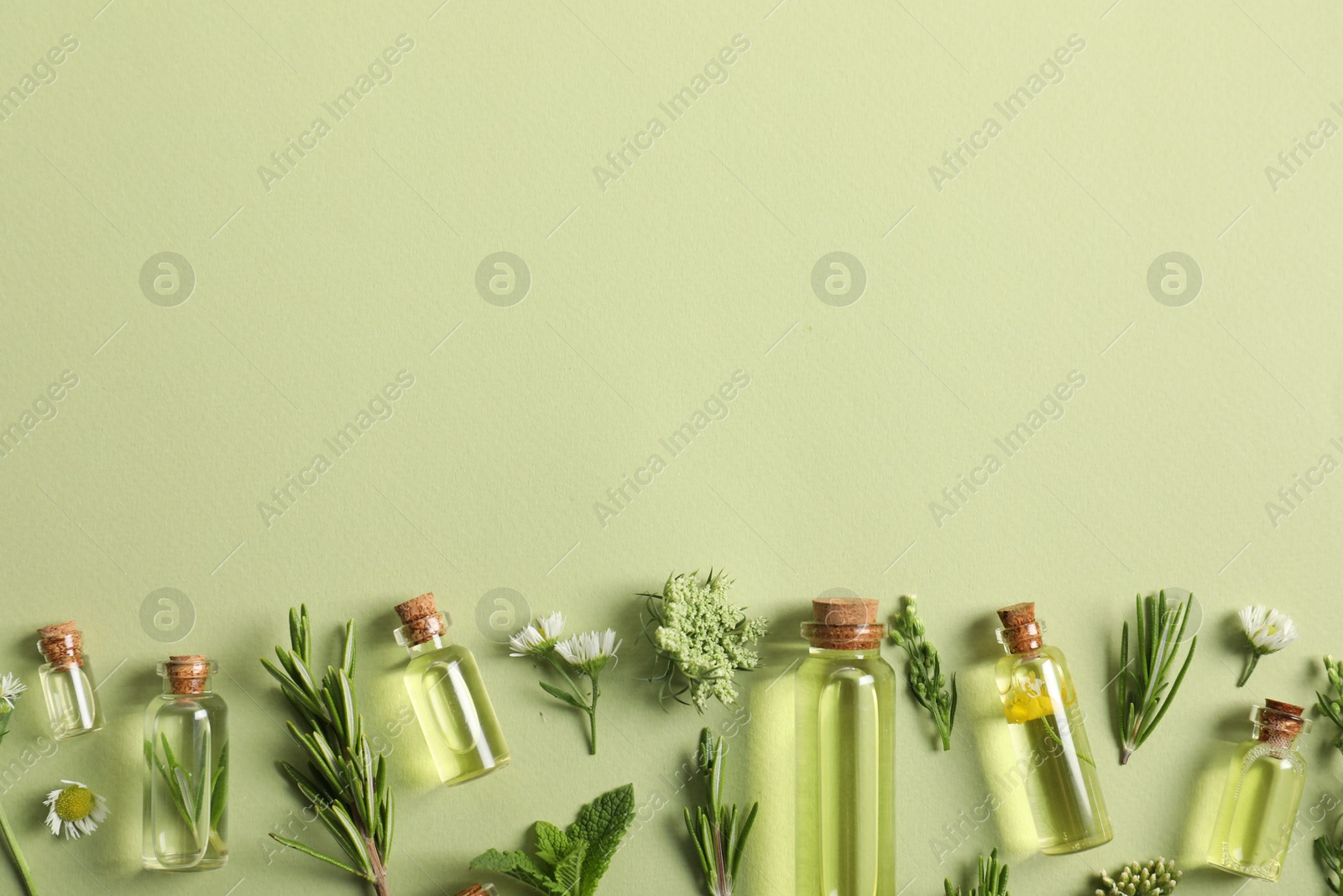 Photo of Essential oils and different plants on green background, flat lay. Space for text
