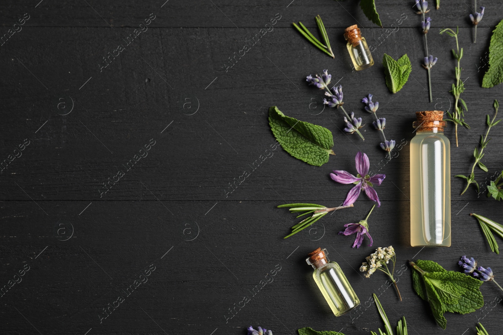 Photo of Essential oils and different plants on black wooden background, flat lay. Space for text