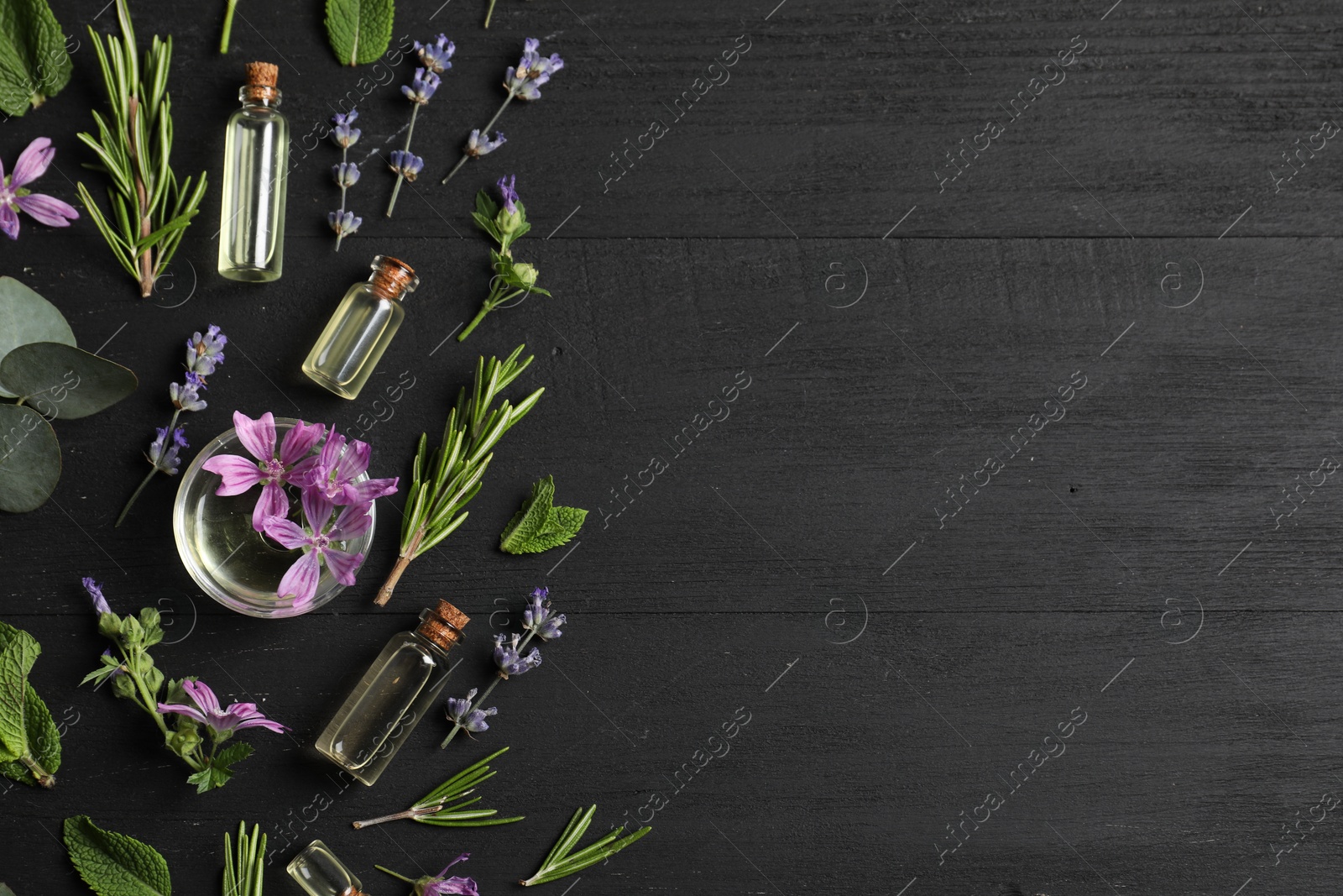 Photo of Essential oils and different plants on black wooden background, flat lay. Space for text