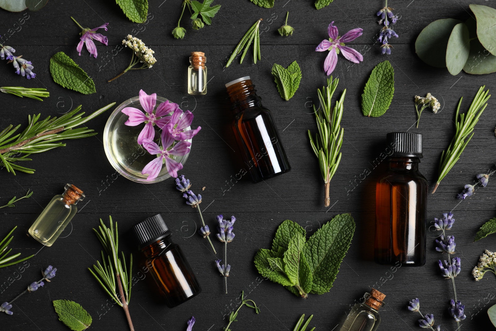 Photo of Essential oils and different plants on black wooden background, flat lay