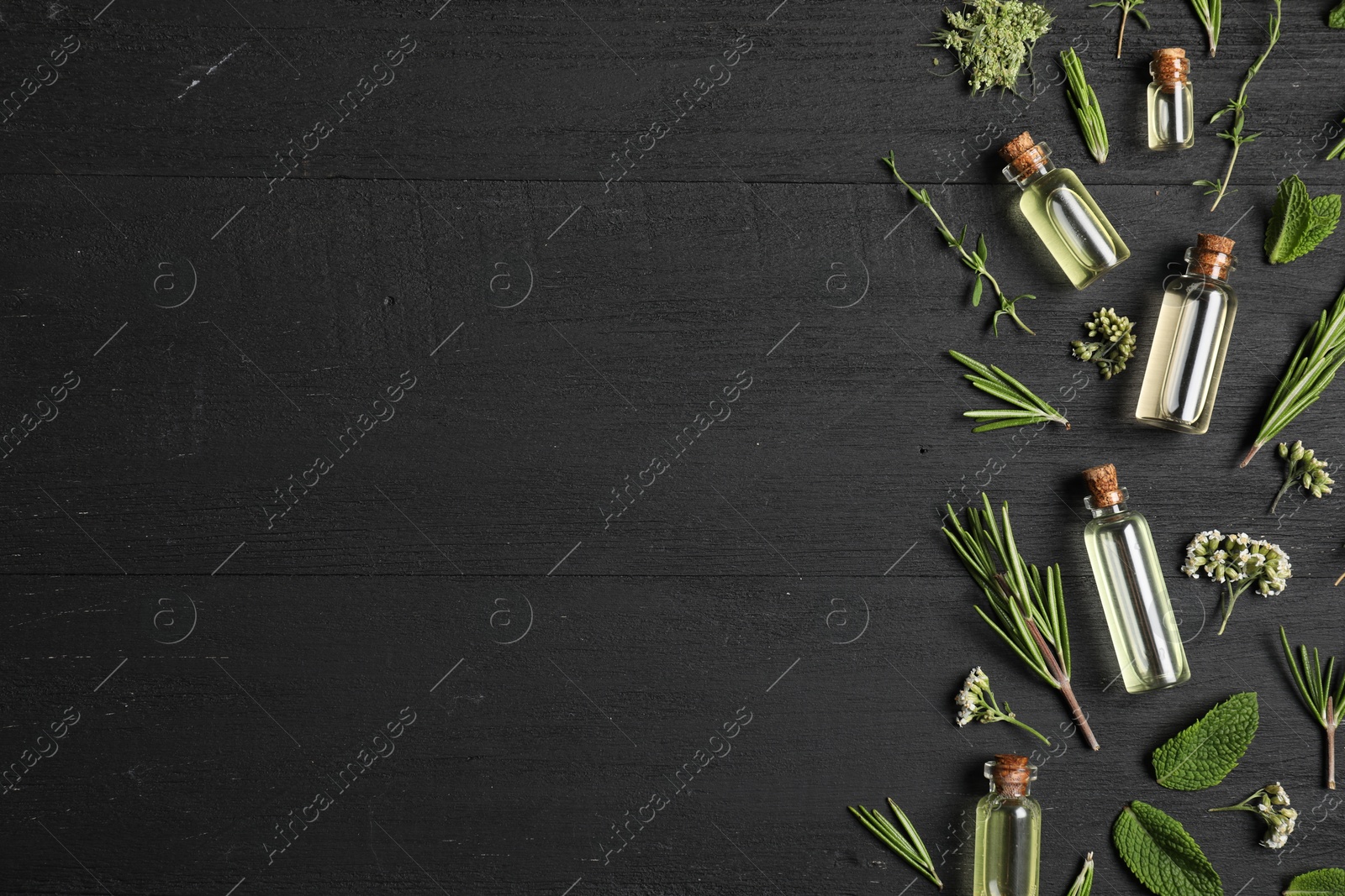 Photo of Essential oils and different plants on black wooden background, flat lay. Space for text