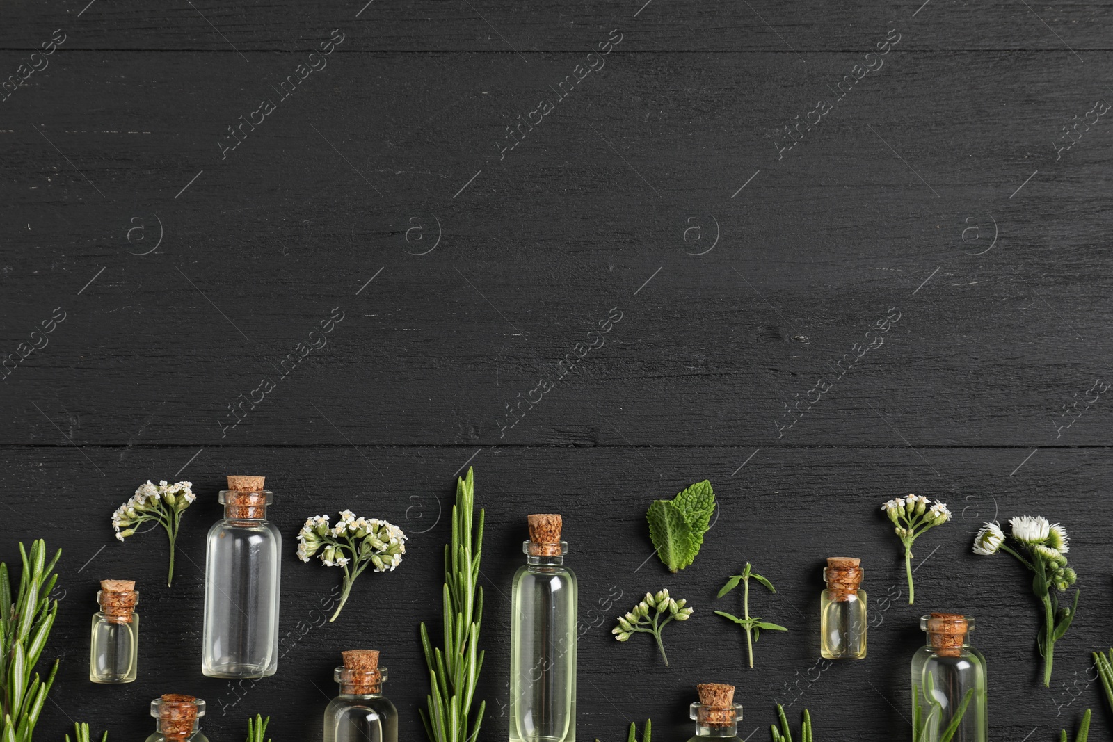 Photo of Essential oils and different plants on black wooden background, flat lay. Space for text