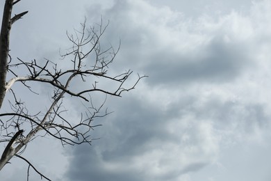Photo of Beautiful tree branches under cloudy sky, low angle view. Space for text