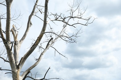 Photo of Beautiful tree branches under cloudy sky, space for text