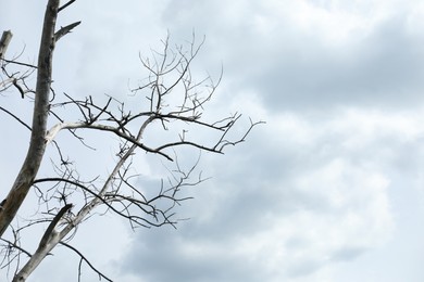 Photo of Beautiful tree branches under cloudy sky, low angle view. Space for text