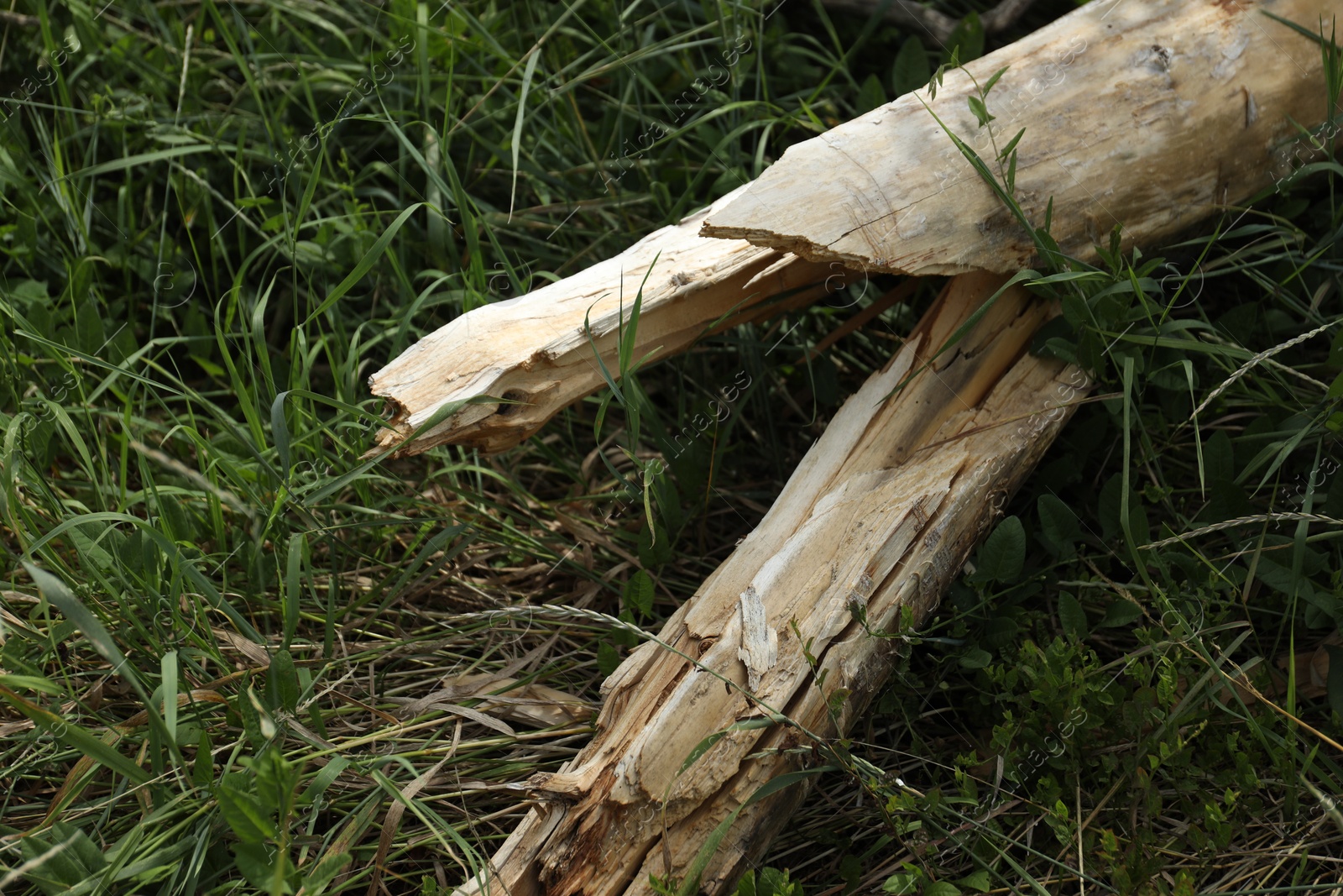 Photo of Broken tree branch on green grass outdoors, closeup