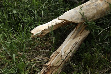 Photo of Broken tree branch on green grass outdoors, closeup