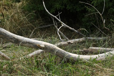 Photo of Broken tree branches on green grass outdoors