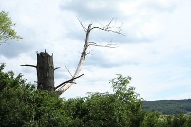 Photo of Broken tree trunk with branch under cloudy sky