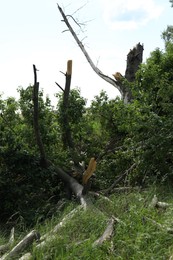 Photo of Broken tree branches on green grass outdoors