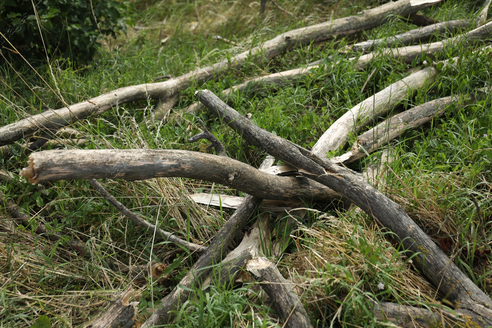 Broken tree branches on green grass outdoors, closeup Photo of Broken tree branches on green grass outdoors, closeup