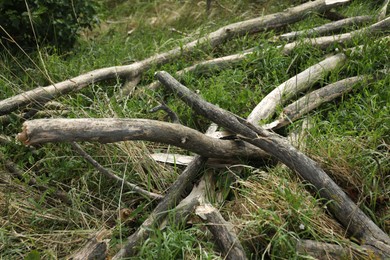 Photo of Broken tree branches on green grass outdoors, closeup