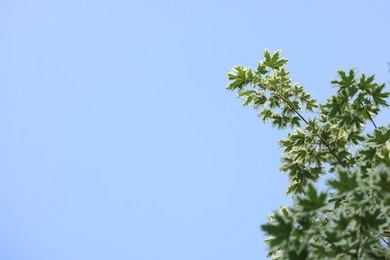 Photo of Beautiful tree branches with green leaves against blue sky, low angle view. Space for text