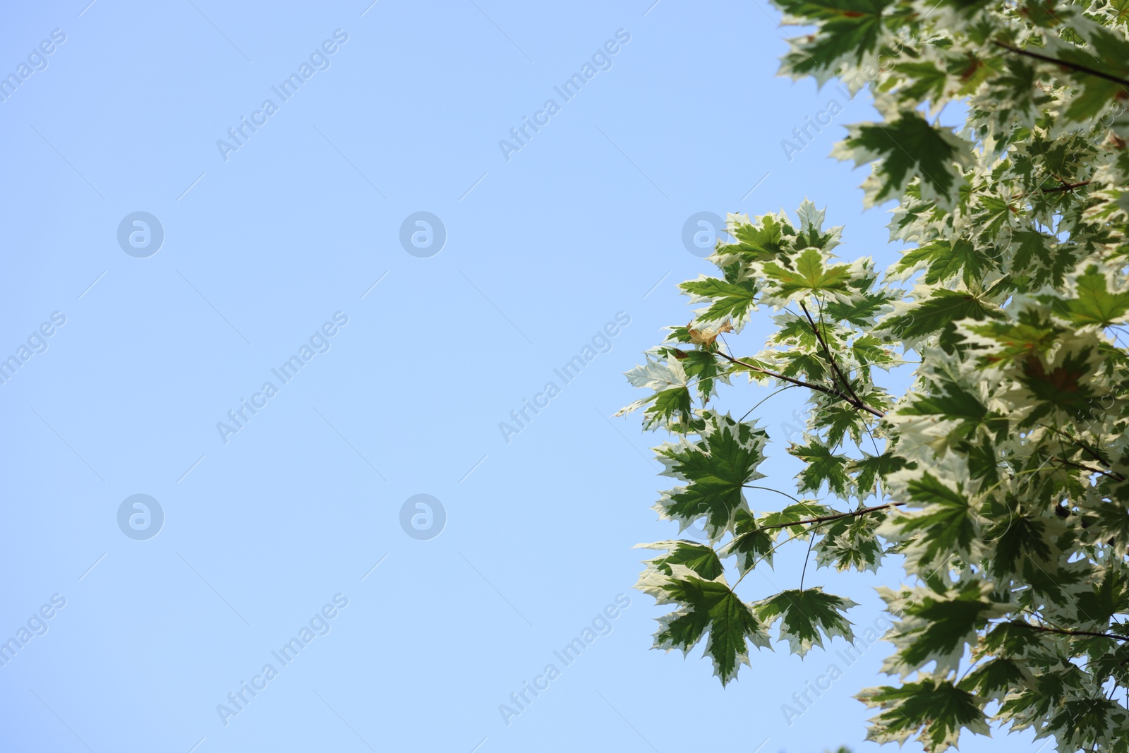 Beautiful tree branches with green leaves against blue sky, low angle view. Space for text Photo of Beautiful tree branches with green leaves against blue sky, low angle view. Space for text
