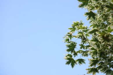 Photo of Beautiful tree branches with green leaves against blue sky, low angle view. Space for text