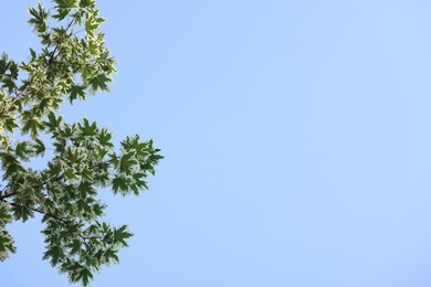 Photo of Beautiful tree branches with green leaves against blue sky, low angle view. Space for text