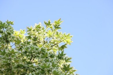 Photo of Beautiful tree branches with green leaves against blue sky, low angle view. Space for text