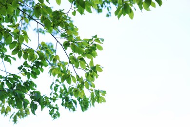 Photo of Beautiful tree branches with green leaves against sky, closeup. Space for text