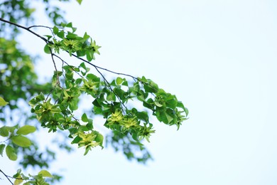 Photo of Beautiful tree branches with green leaves against sky, closeup. Space for text