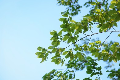 Photo of Beautiful tree branches with green leaves against sky, closeup. Space for text