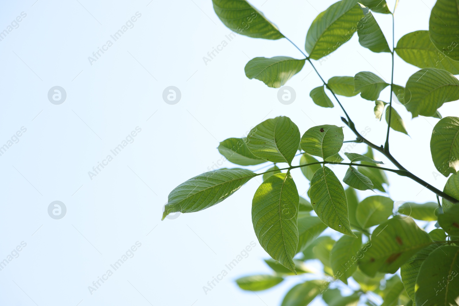 Photo of Beautiful tree branches with green leaves against sky, closeup. Space for text