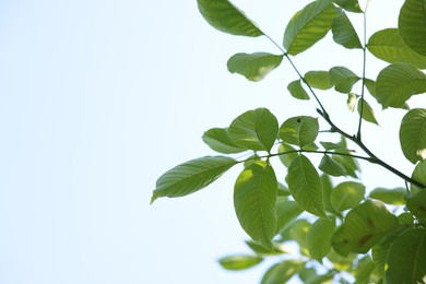 Photo of Beautiful tree branches with green leaves against sky, closeup. Space for text