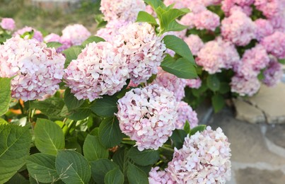 Photo of Bush with beautiful hydrangea flowers blooming outdoors, closeup