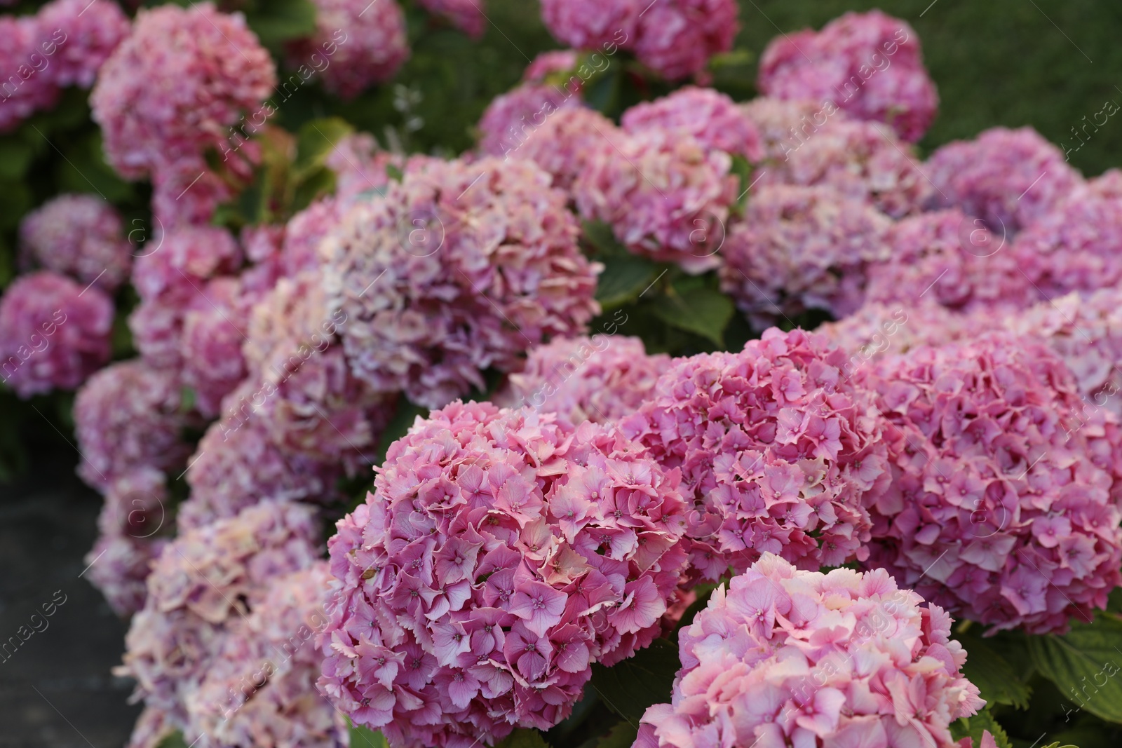 Photo of Bush with beautiful hydrangea flowers blooming outdoors, closeup
