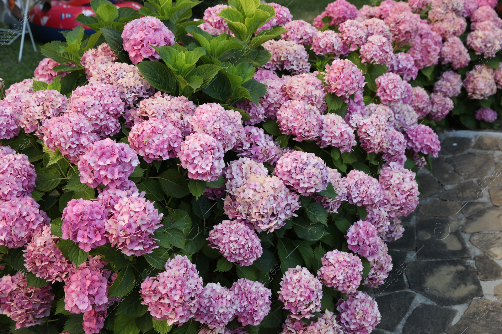 Photo of Bush with beautiful hydrangea flowers blooming outdoors