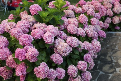 Photo of Bush with beautiful hydrangea flowers blooming outdoors