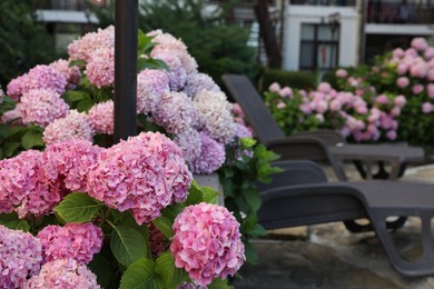 Photo of Bushes with beautiful hydrangea flowers and sunbeds outdoors, closeup