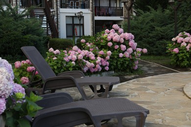 Photo of Sunbeds and bushes with beautiful hydrangea flowers outdoors