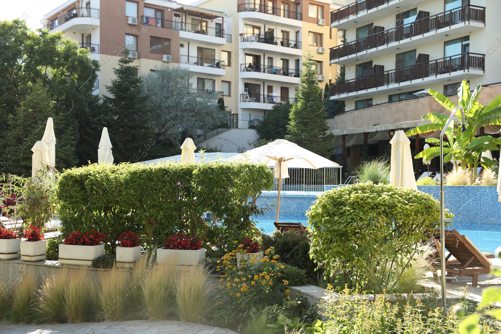 Photo of Sunbeds, umbrellas and different green plants near swimming pool at luxury resort