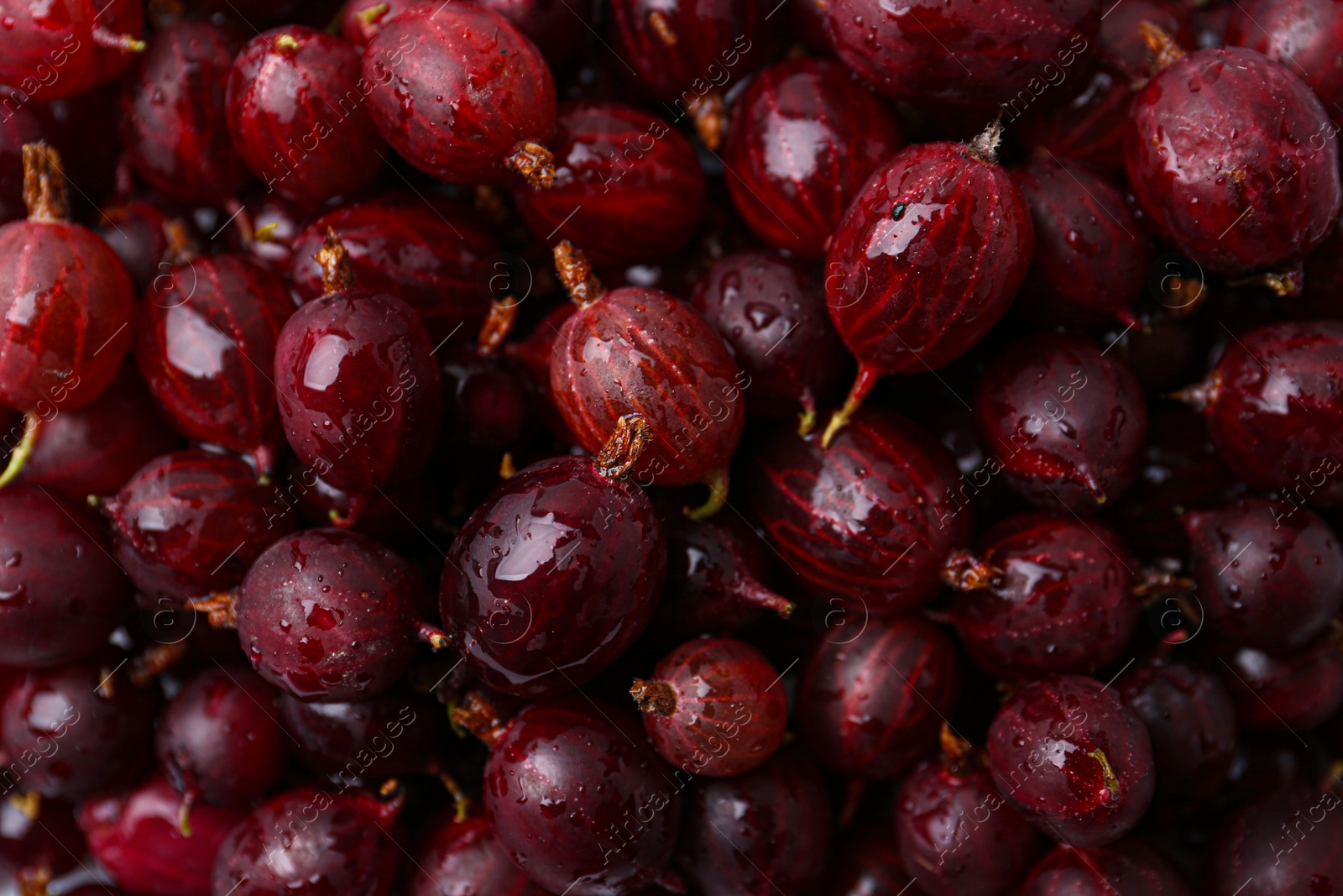 Fresh ripe red gooseberries as background, closeup Photo of Fresh ripe red gooseberries as background, closeup