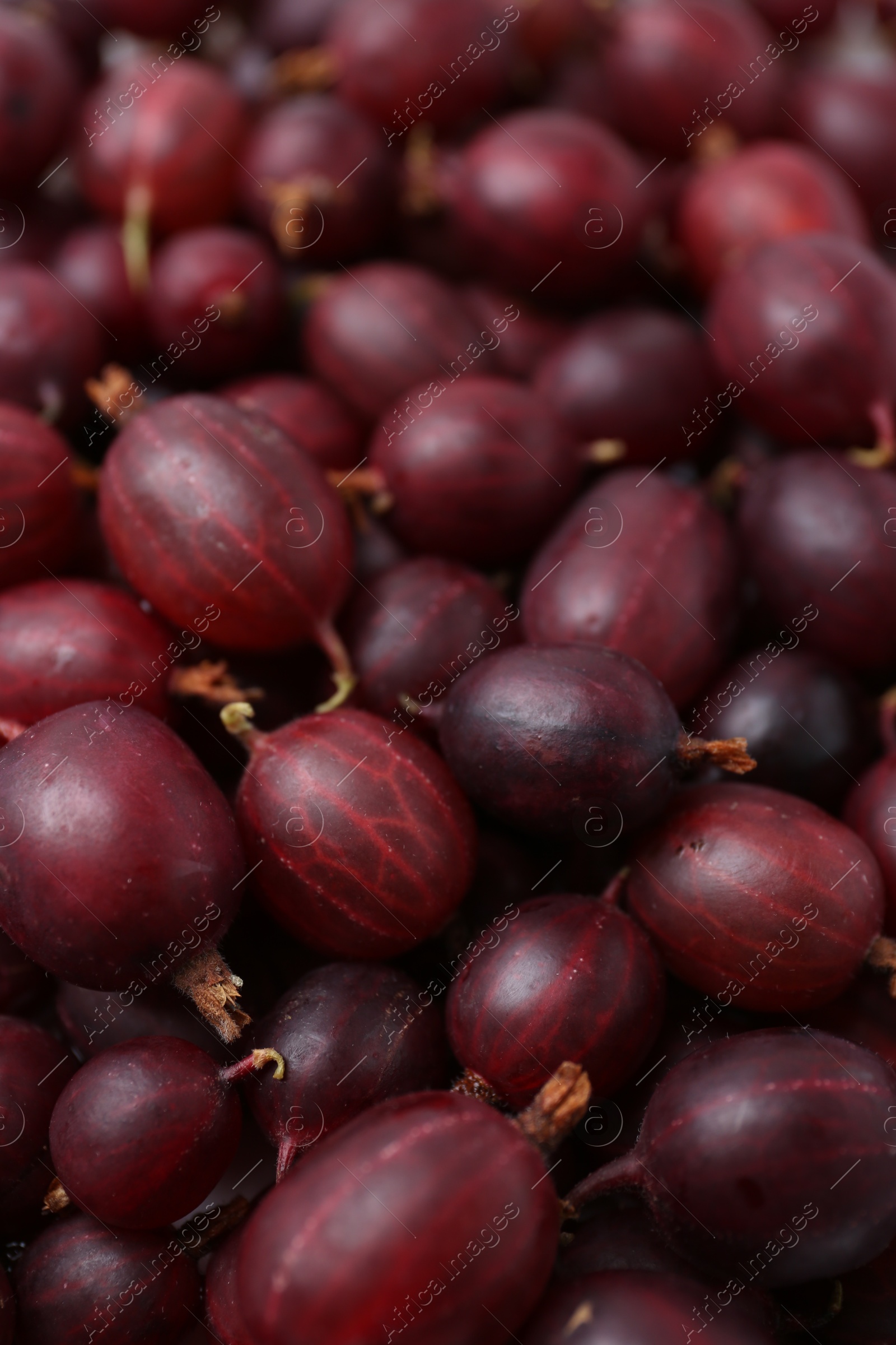 Fresh ripe red gooseberries as background, closeup Photo of Fresh ripe red gooseberries as background, closeup