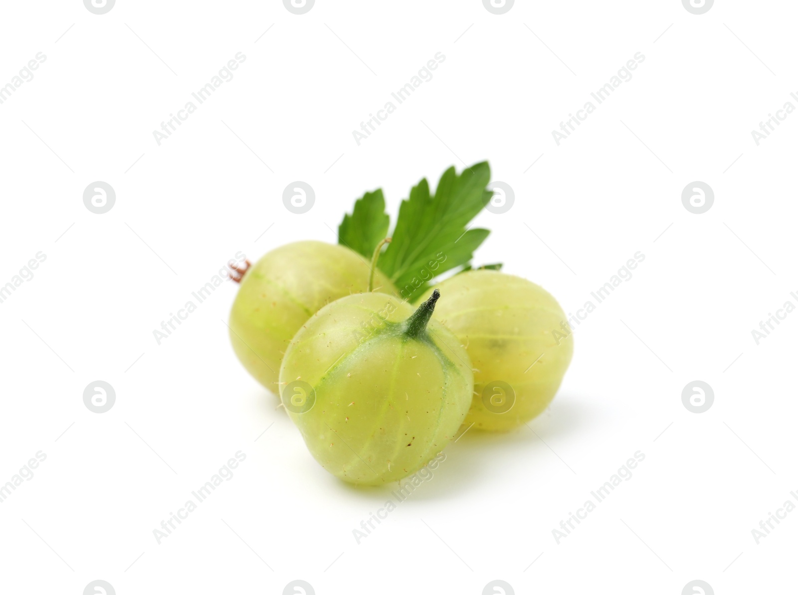 Fresh ripe green gooseberries with leaf isolated on white Photo of Fresh ripe green gooseberries with leaf isolated on white