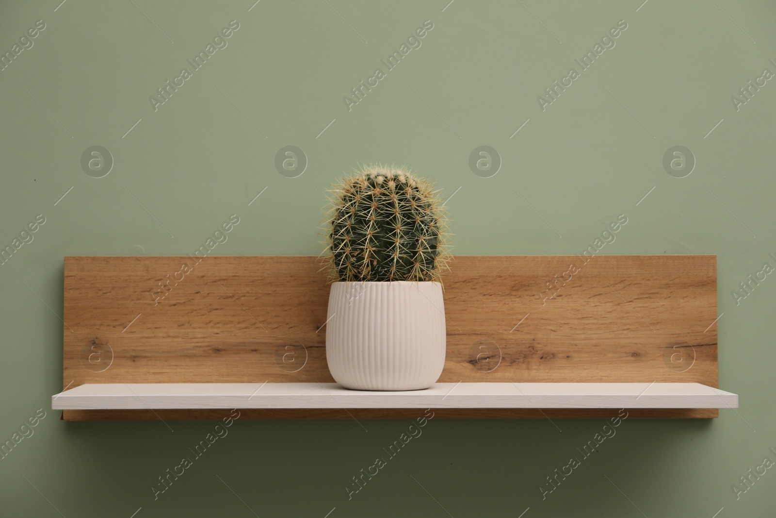 Photo of White wooden shelf with cactus on light green wall