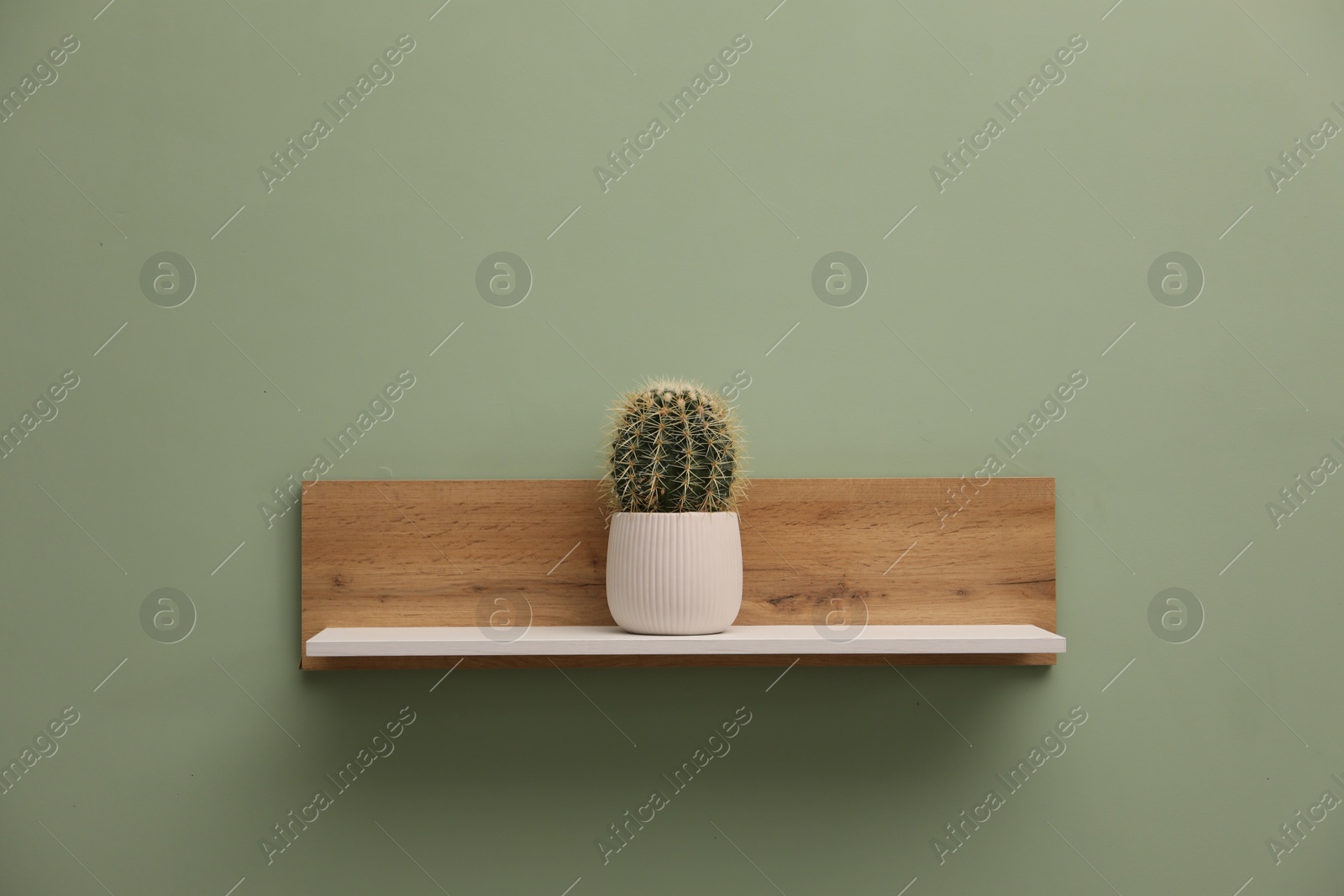 Photo of White wooden shelf with cactus on light green wall