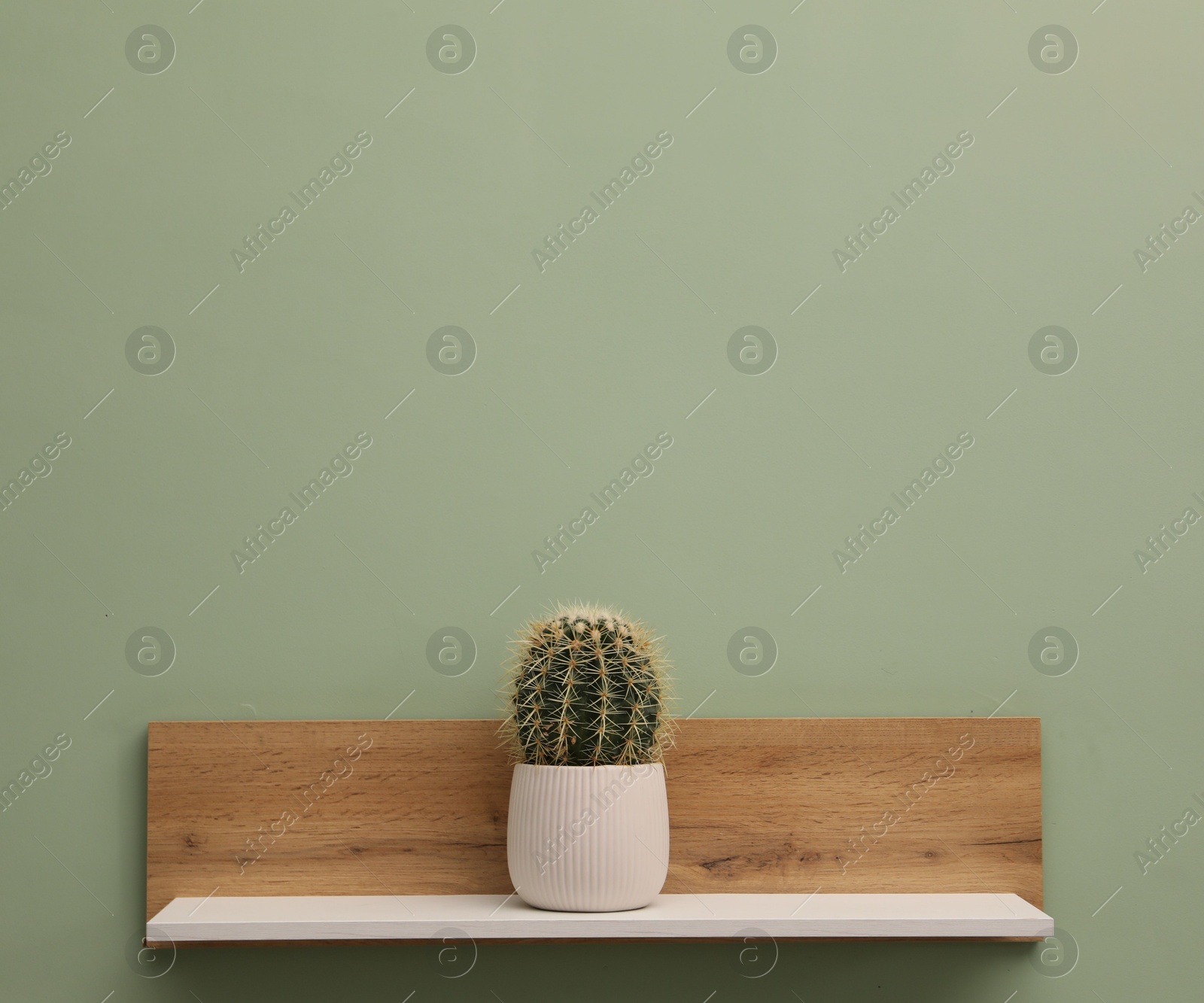 Photo of White wooden shelf with cactus on light green wall, space for text