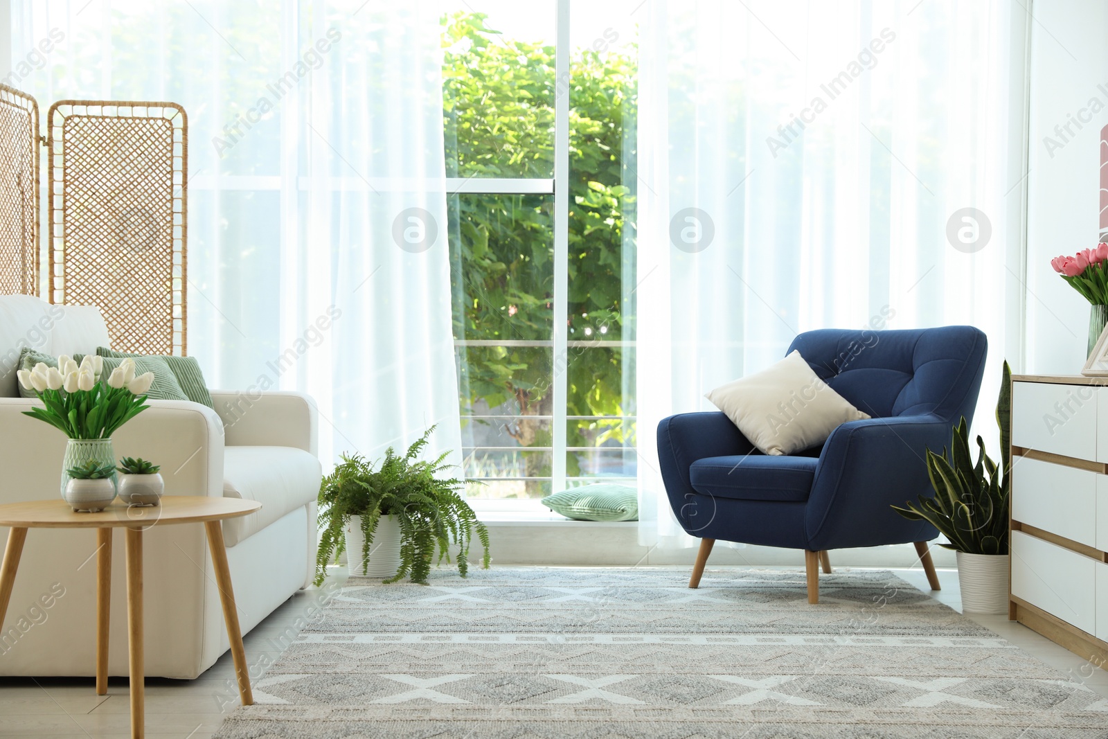 Photo of Stylish blue armchair and houseplants near window with curtains indoors. Interior design