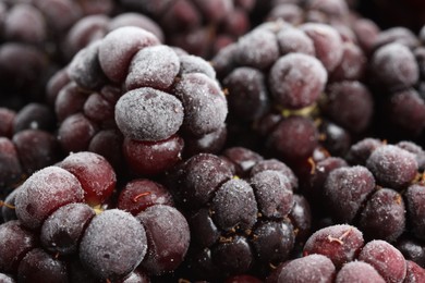 Photo of Many frozen blackberries as background, macro view