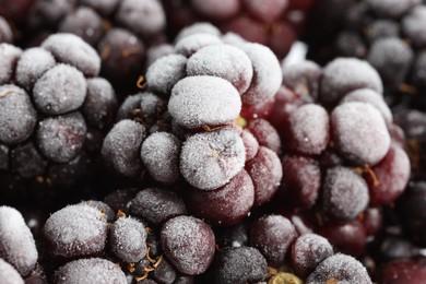 Photo of Many frozen blackberries as background, macro view