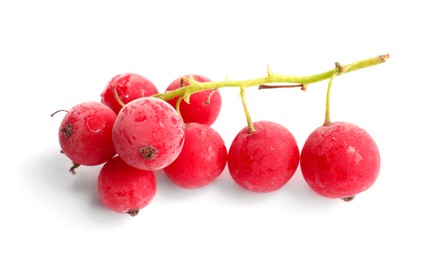 Photo of Red frozen currant berries isolated on white