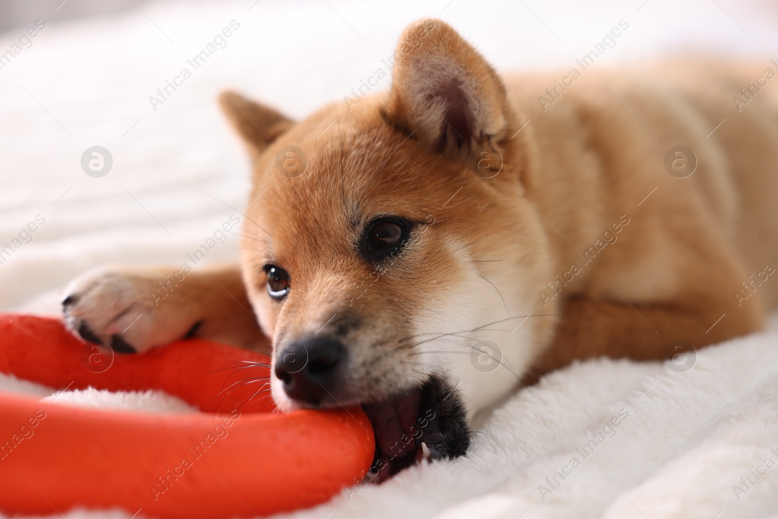 Photo of Cute Shiba Inu puppy playing with ring toy on bed at home