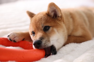 Photo of Cute Shiba Inu puppy playing with ring toy on bed at home